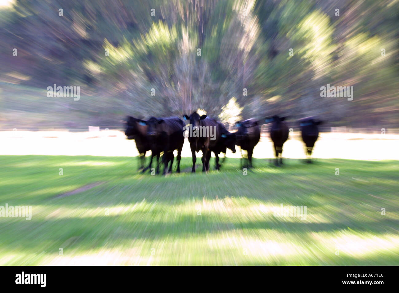 Eine kleine Herde von Black Angus Rindern Stockfoto