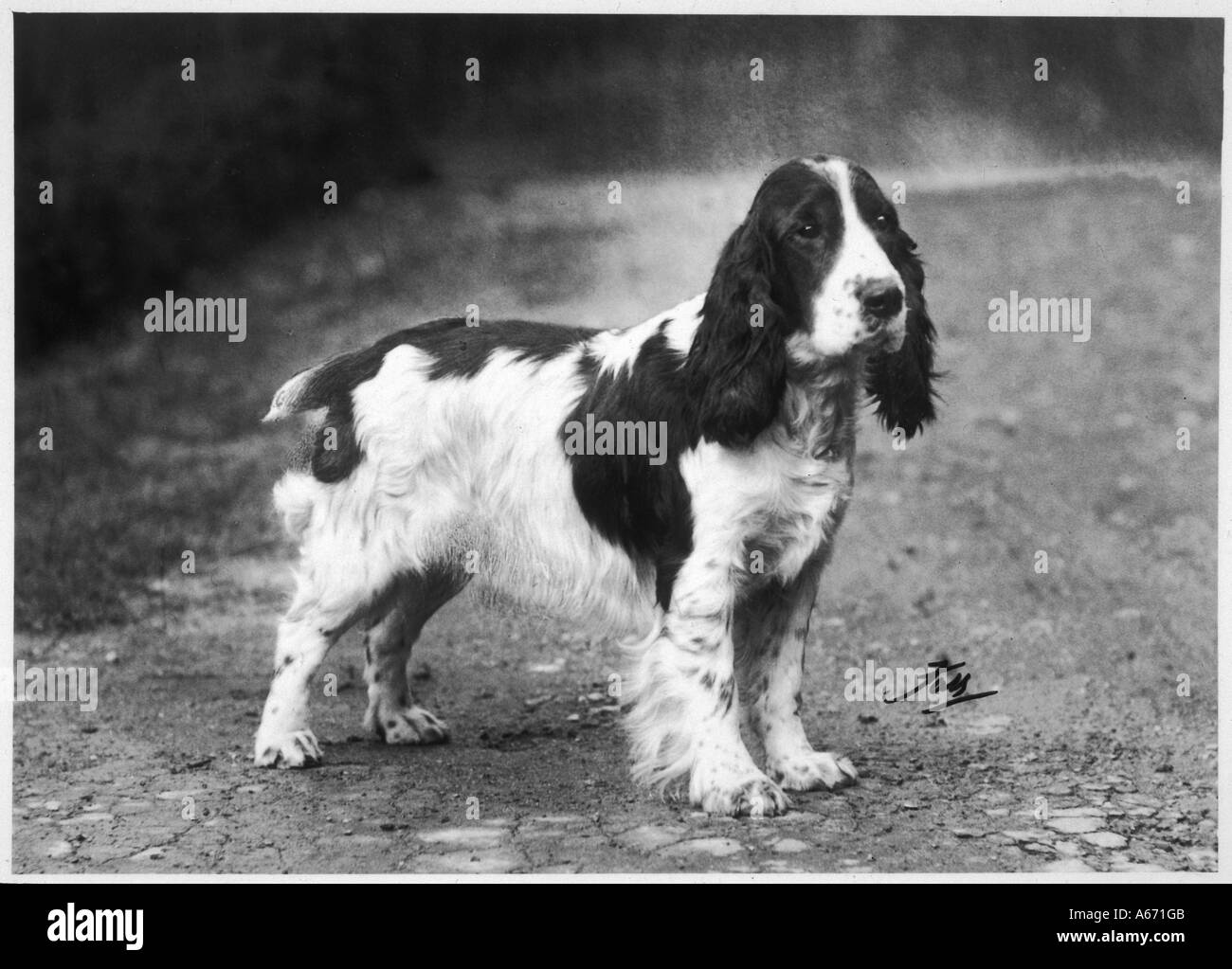 Crufts Gewinner 1938 fallen Stockfoto