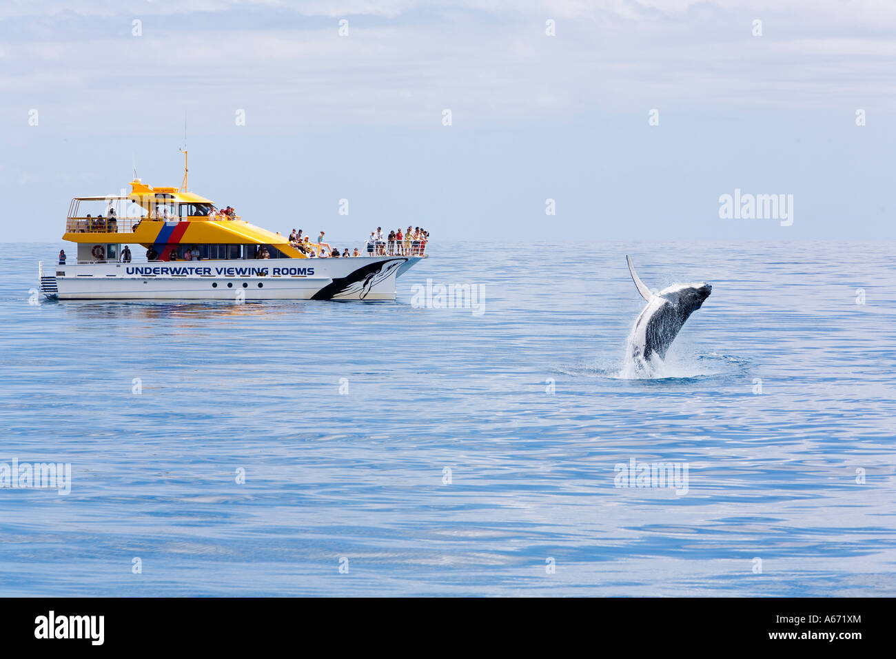 Ein Buckelwal (Impressionen Novaeagnliae) Verstöße gegen die in der Nähe von eine Whale-watching Boot aus Hervey Bay Stockfoto