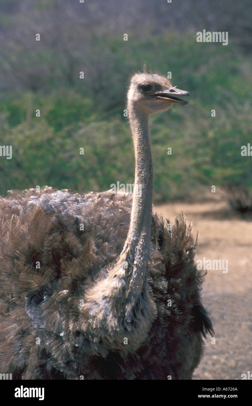 Strauß Familie Struthio Camelus STRUTHIONIDAE auf Straussenfarm in Curacao, Niederländische Antillen Stockfoto