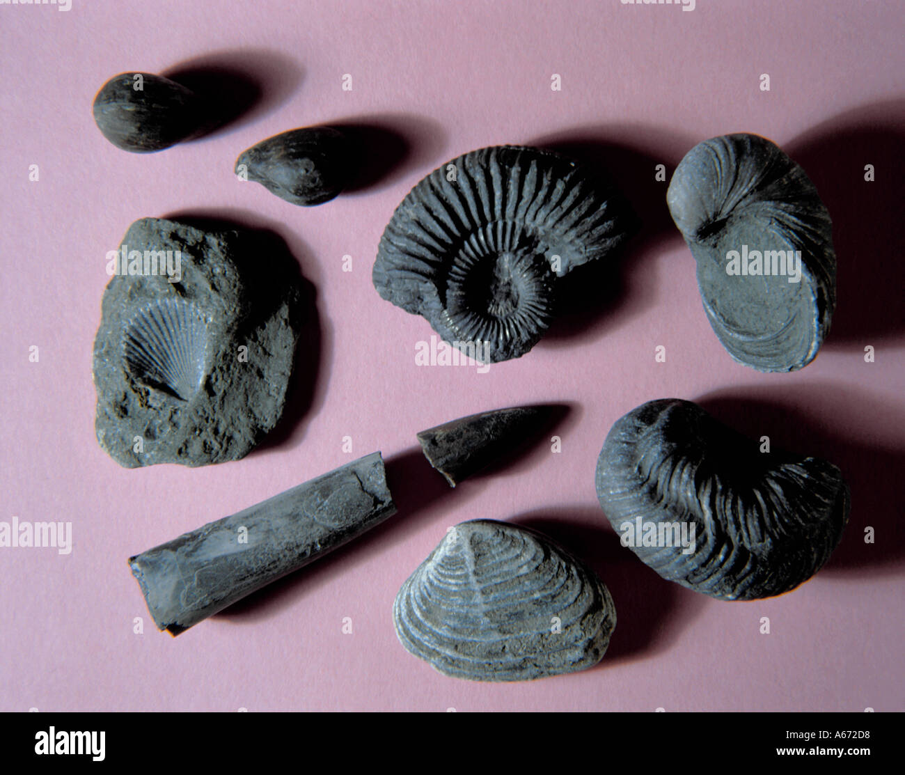 Gemischte Jura Kalkstein Fossilien, North Yorkshire Coast, England, UK. Stockfoto