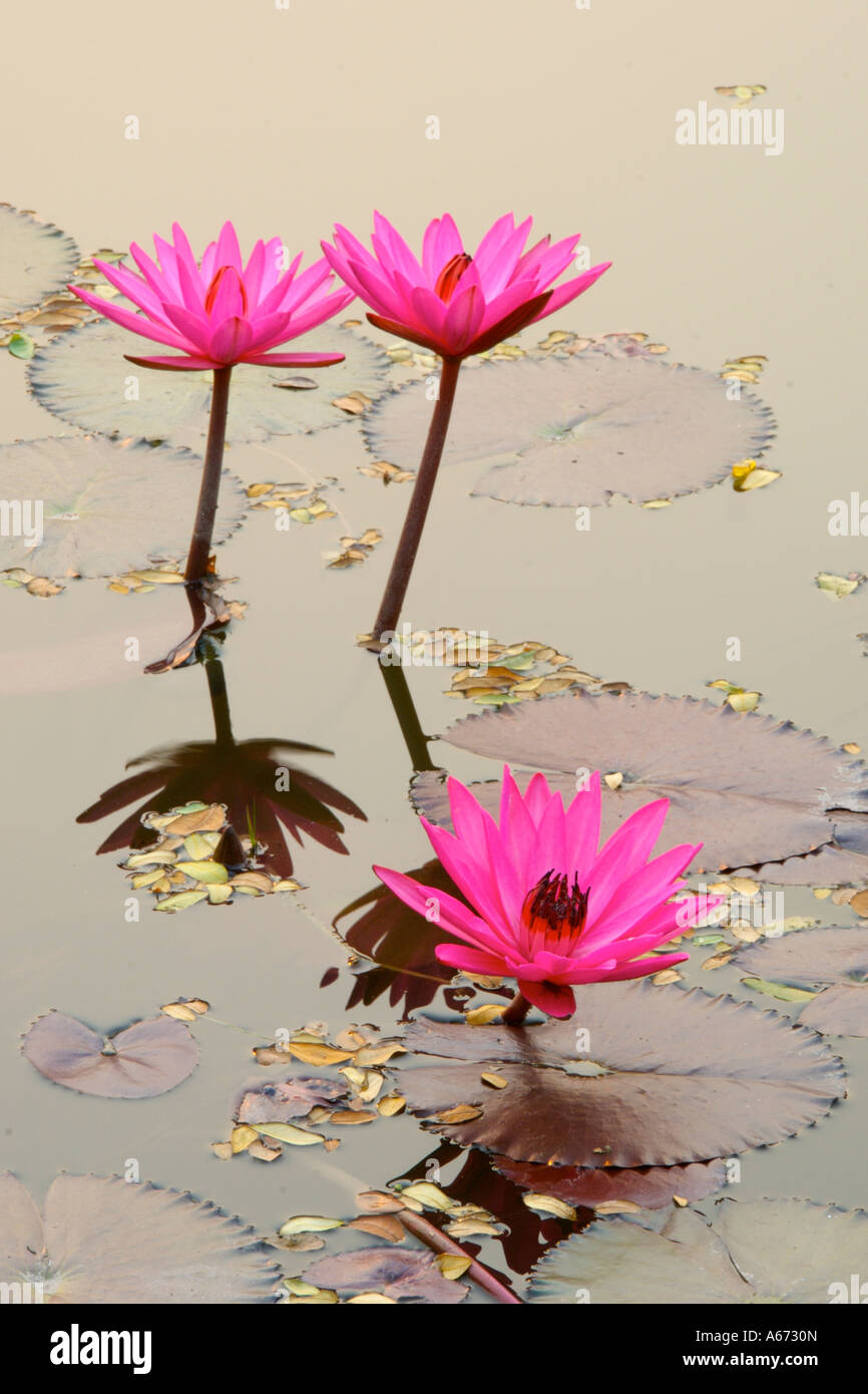 Indien rote Teich Seerose Nymphaea Rubra blüht bei Sukhothai Park Thailand Stockfoto