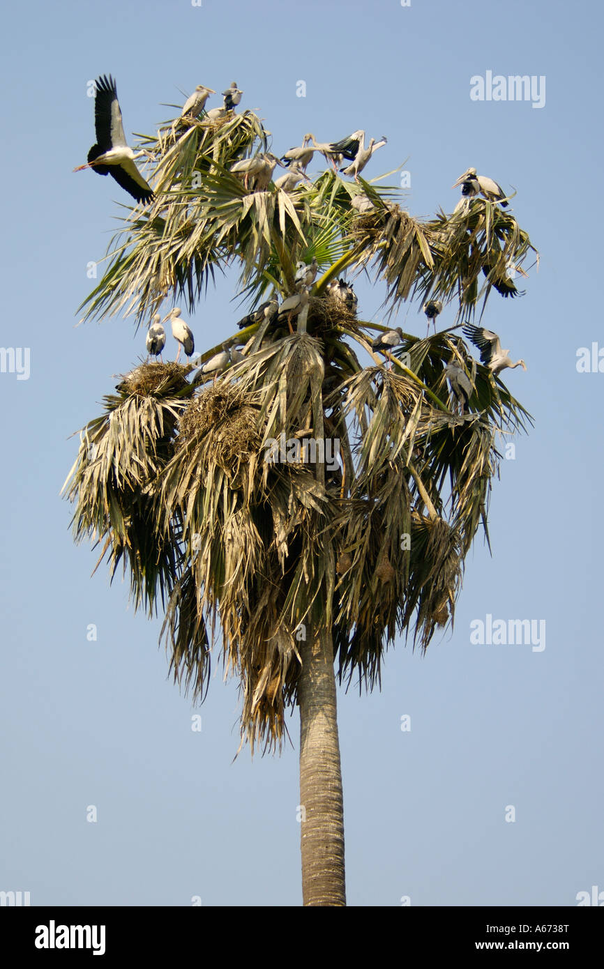 Küken asiatischer Openbill Anastomus Oscitans in Nester gebaut in Palme Stockfoto