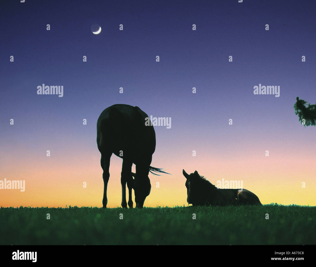 Vollblut Stute mit Fohlen liegen seitlich auf Vormarsch Silhouette durch Dämmerung Himmel mit Mondsichel Stockfoto