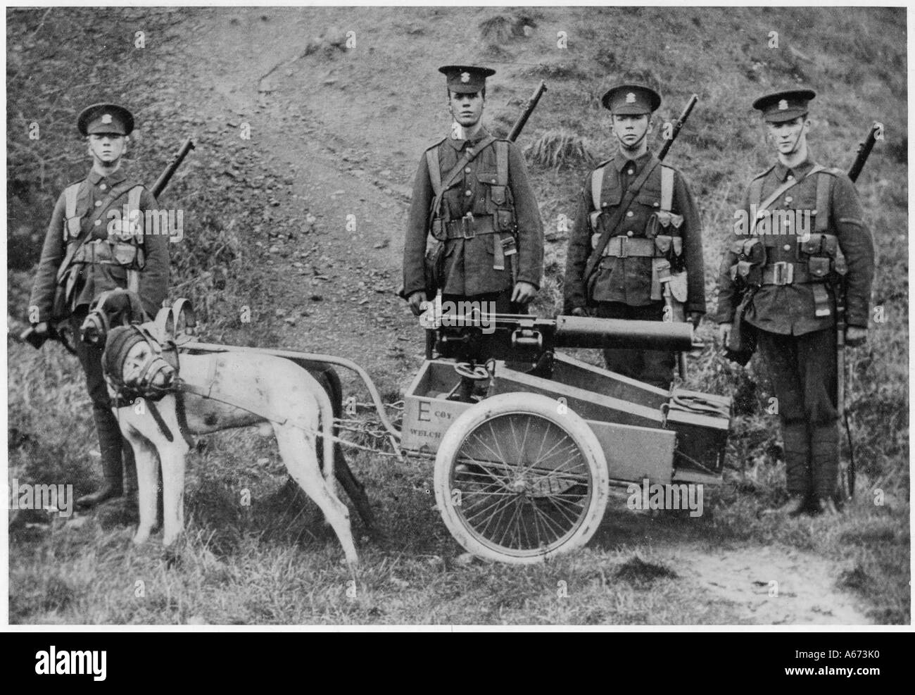 Britische Hunde und Pistole Stockfoto