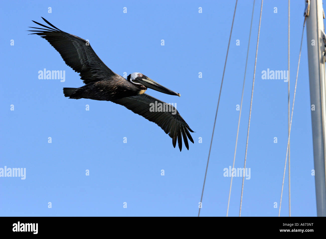 Brauner Pelikan-Küken Fütterung Erwachsener im Flug nähert sich ein Schiffsmast Ft Myers Florida Stockfoto