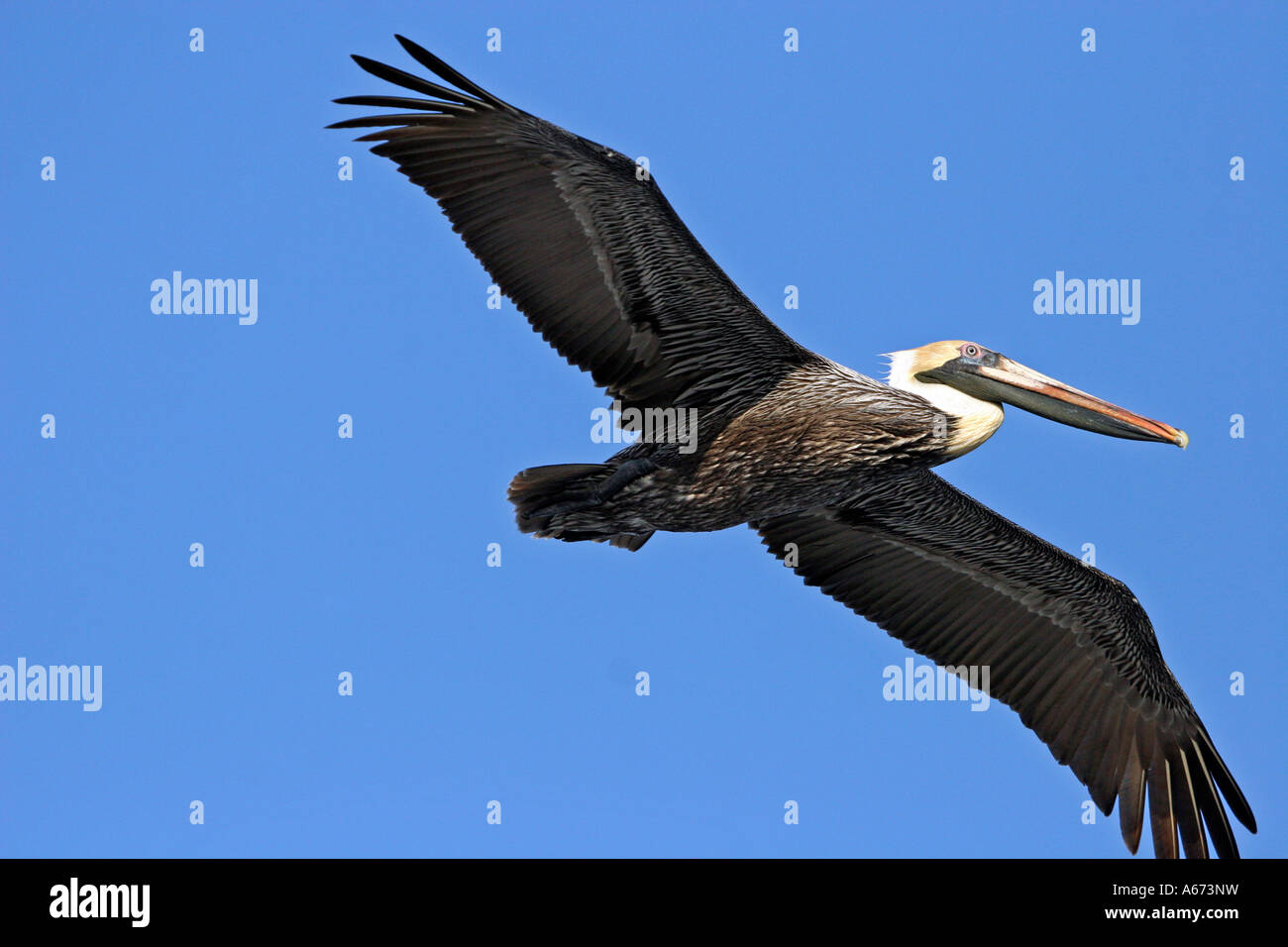 Brown Pelican Schlichtkleid Erwachsener (gelber Kopf, weißen Hals) im Flug Stockfoto