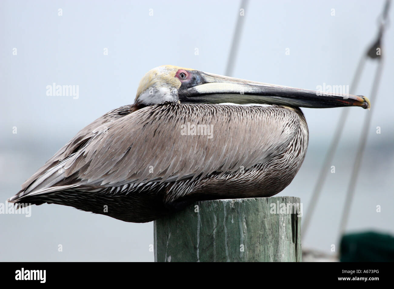 Brown Pelican sitzen auf Stapeln, Fort Myers, Florida Stockfoto