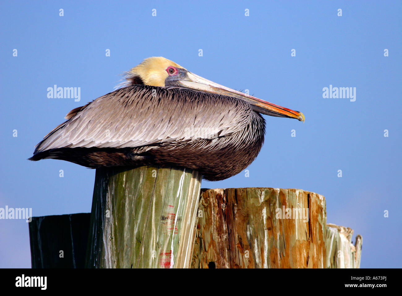 Brown Pelican sitzen auf Stapeln, Fort Myers, Florida Stockfoto
