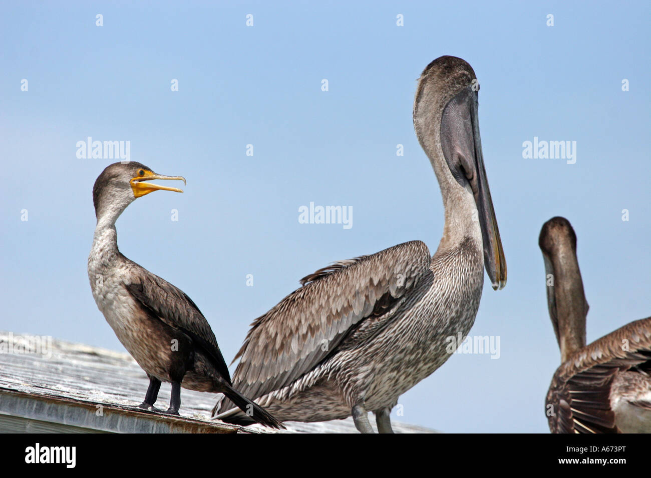 Doppelte Crested Kormoran im Gespräch mit Brown Pelican Stockfoto