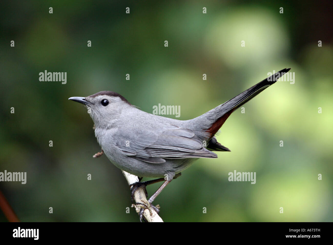 Graues Catbird Naples, Florida Stockfoto