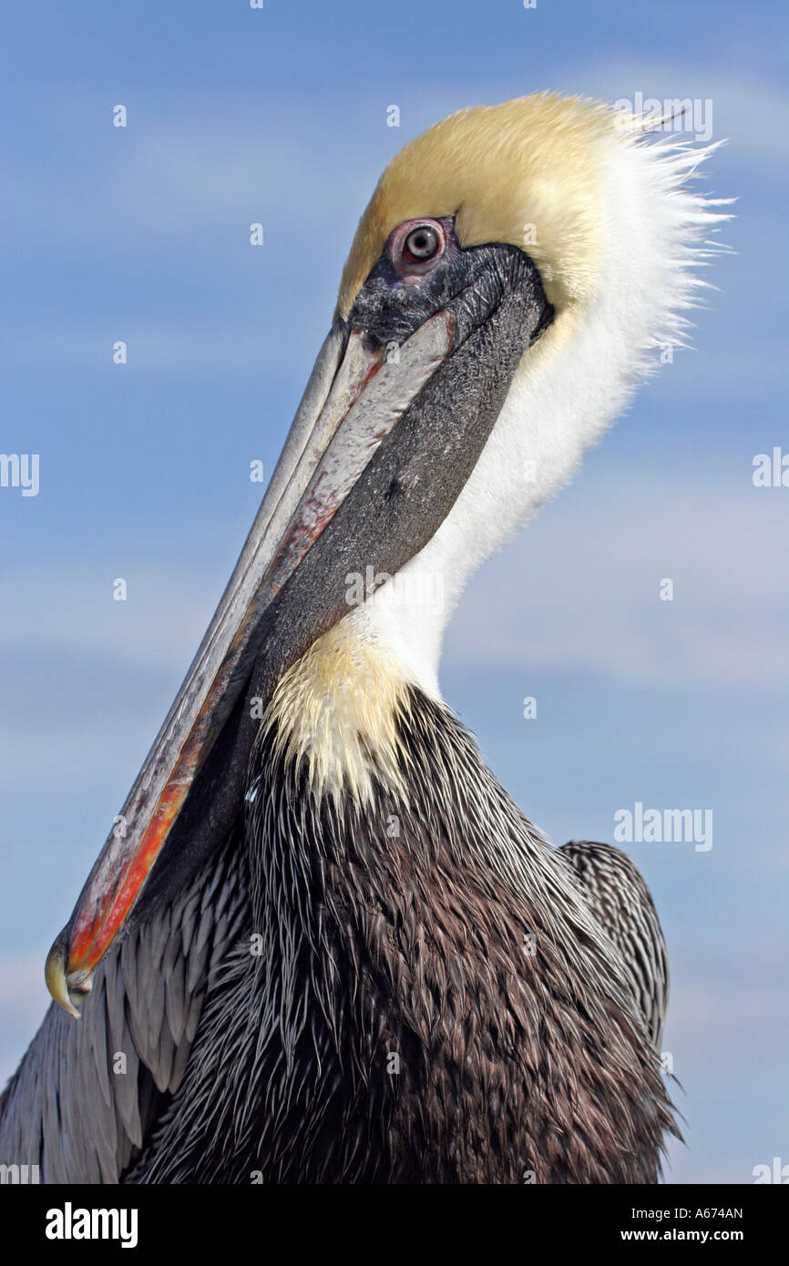 Nahaufnahme, dass Brown Pelican Schlichtkleid Erwachsener (gelber Kopf, weißen Hals) nach links Stockfoto