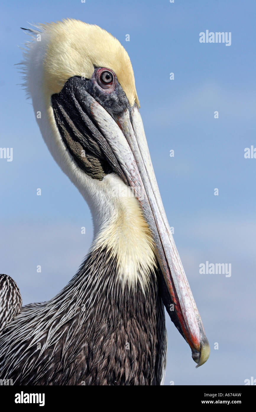 Brown Pelican Schlichtkleid Erwachsener (gelber Kopf, weißen Hals) Closeup rechts Stockfoto