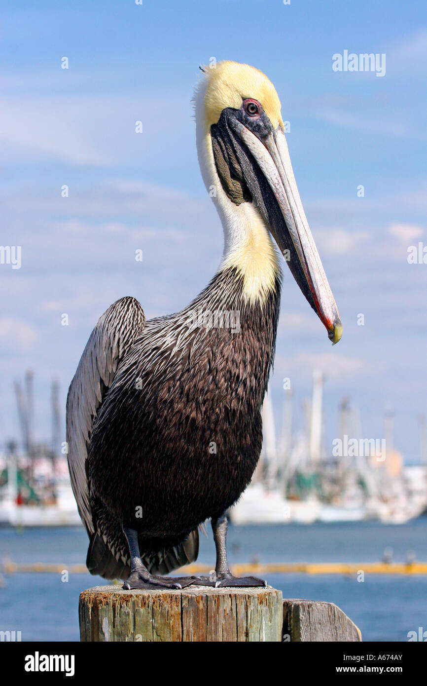 Brown Pelican Schlichtkleid Erwachsener (gelber Kopf, weißen Hals) auf häufen Suche rechts stehend Stockfoto