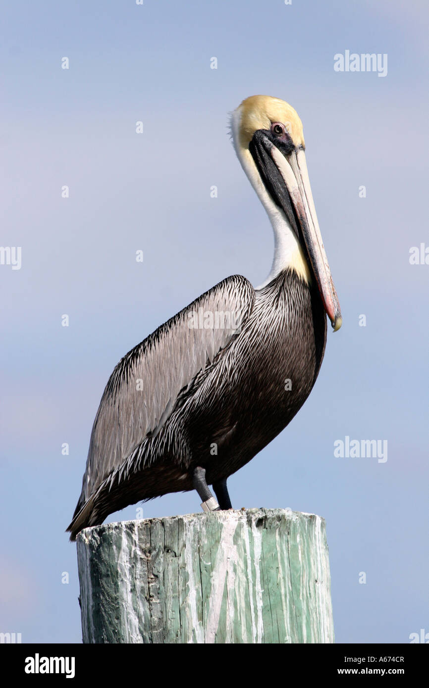 Brown Pelican stehend auf Stapeln Stockfoto