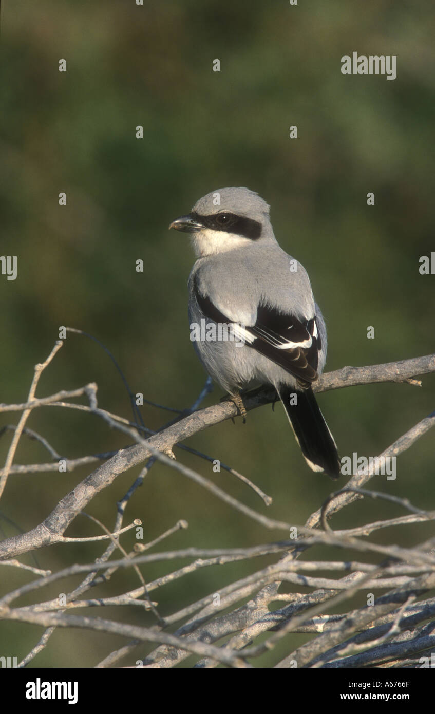 GREAT GREY SHRIKE Lanius excubitor Stockfoto