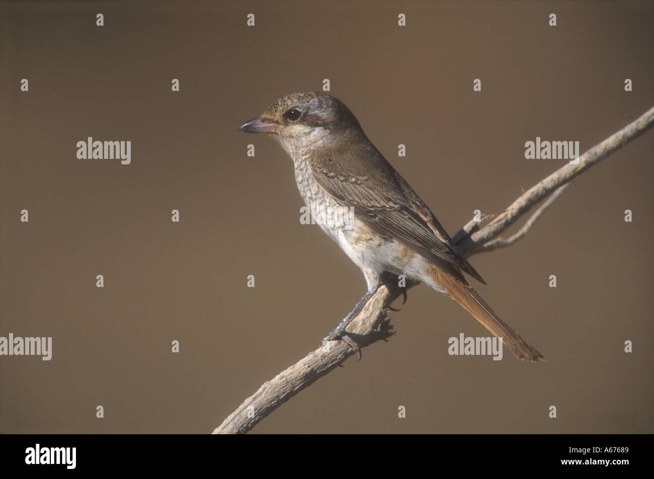 ISABELLINISCHE SHRIKE Lanius isabellinus Stockfoto