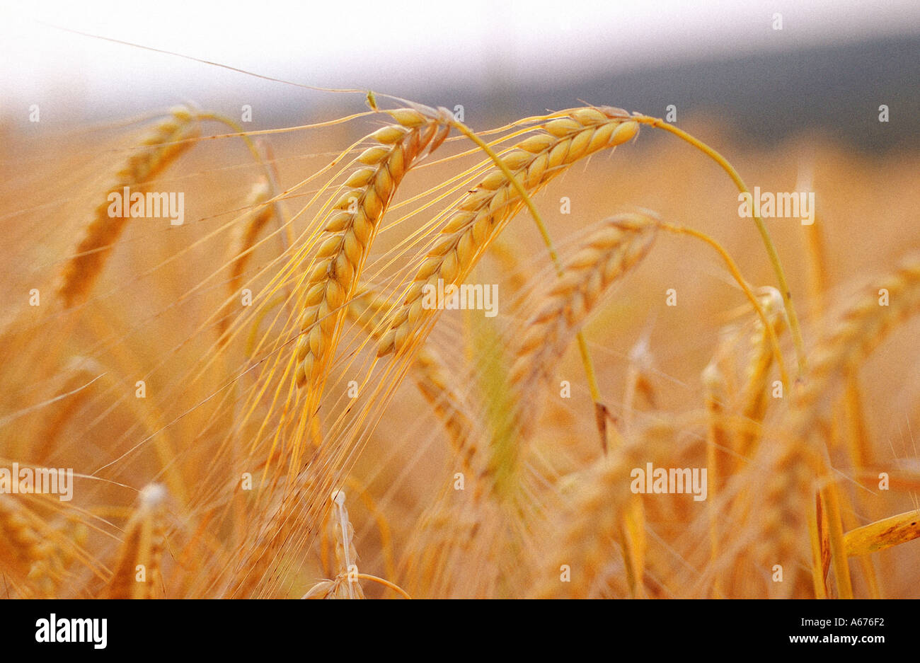 Gerste im Feld wachsen Stockfoto