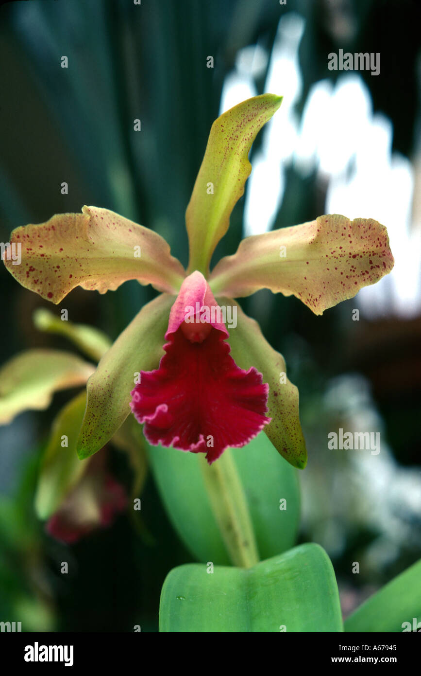 Orchidee Cattleya dowiana Stockfoto
