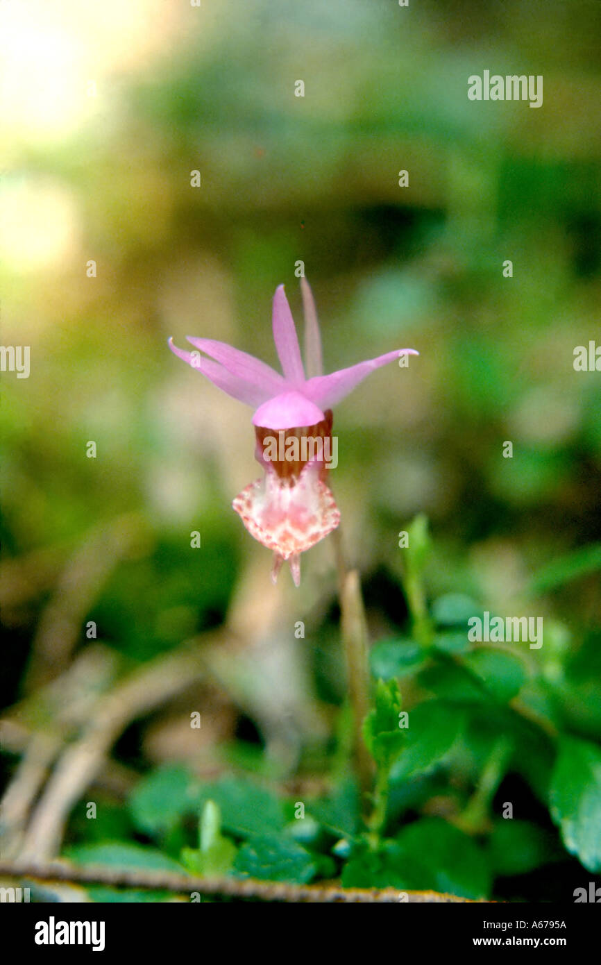 Calypso bulbosa Stockfoto