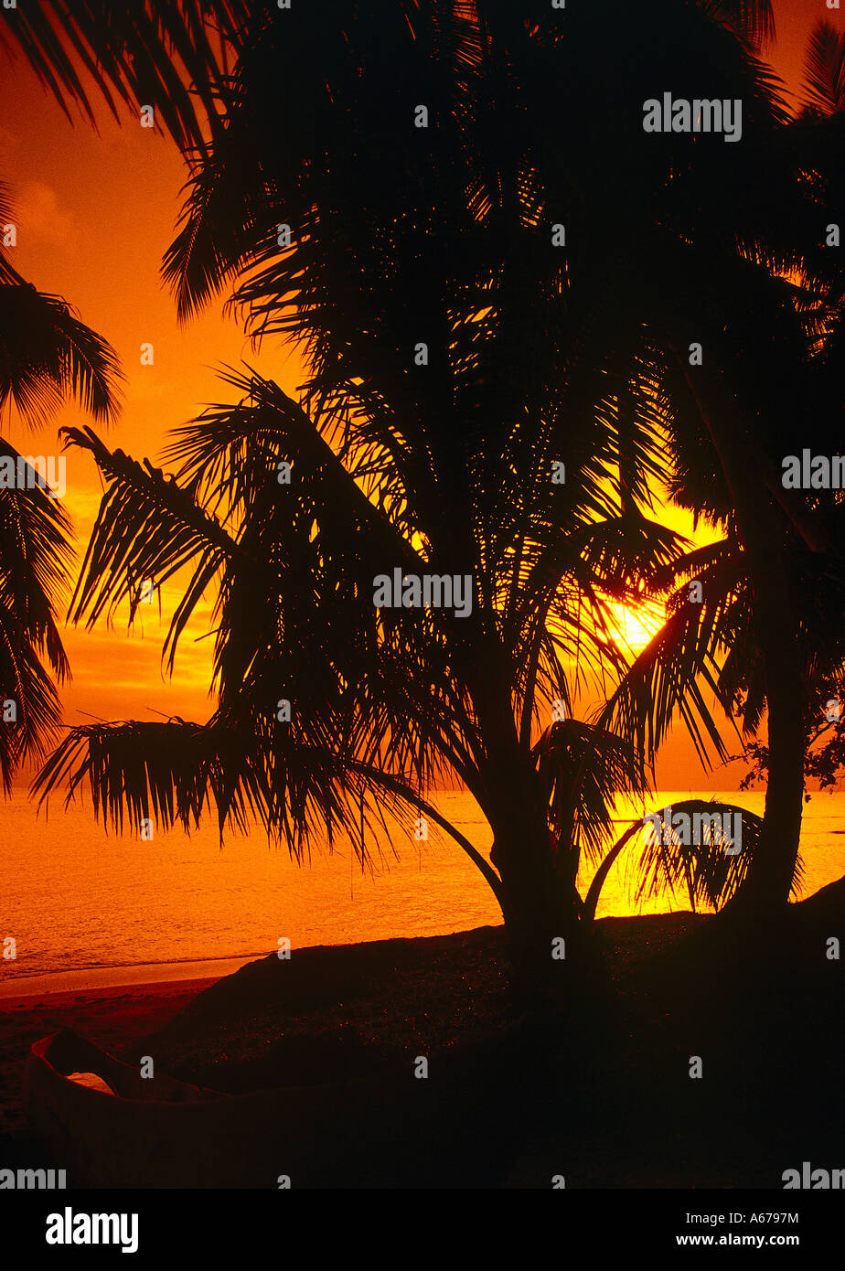 Palmen Sainte Marie Insel Madagaskar Stockfoto
