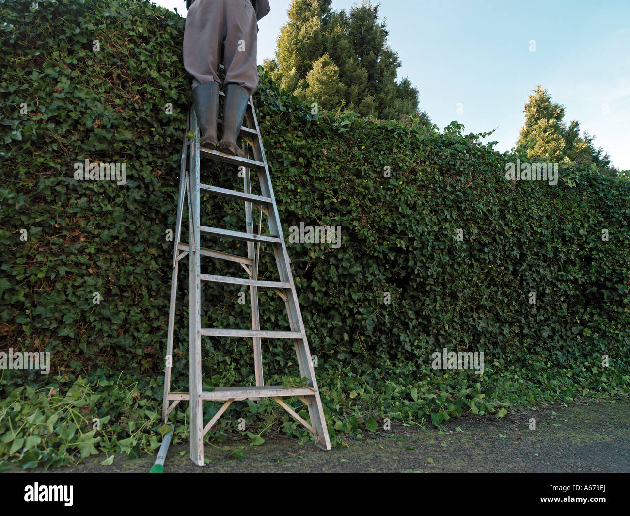 Mann auf Leitern, die Hecke schneiden Stockfoto