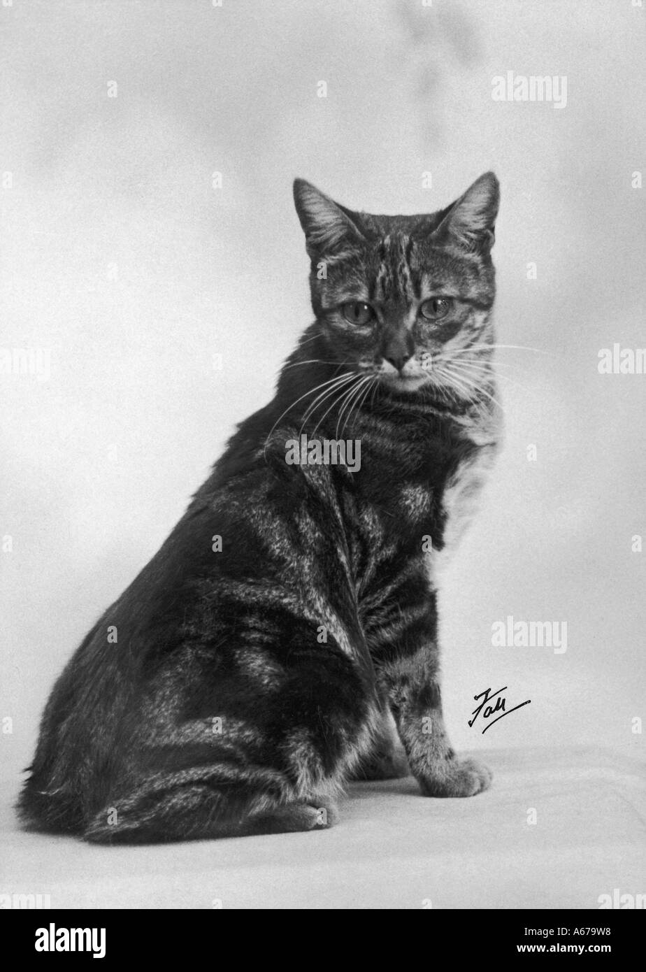Herbst Manx Katze 1936 Stockfoto