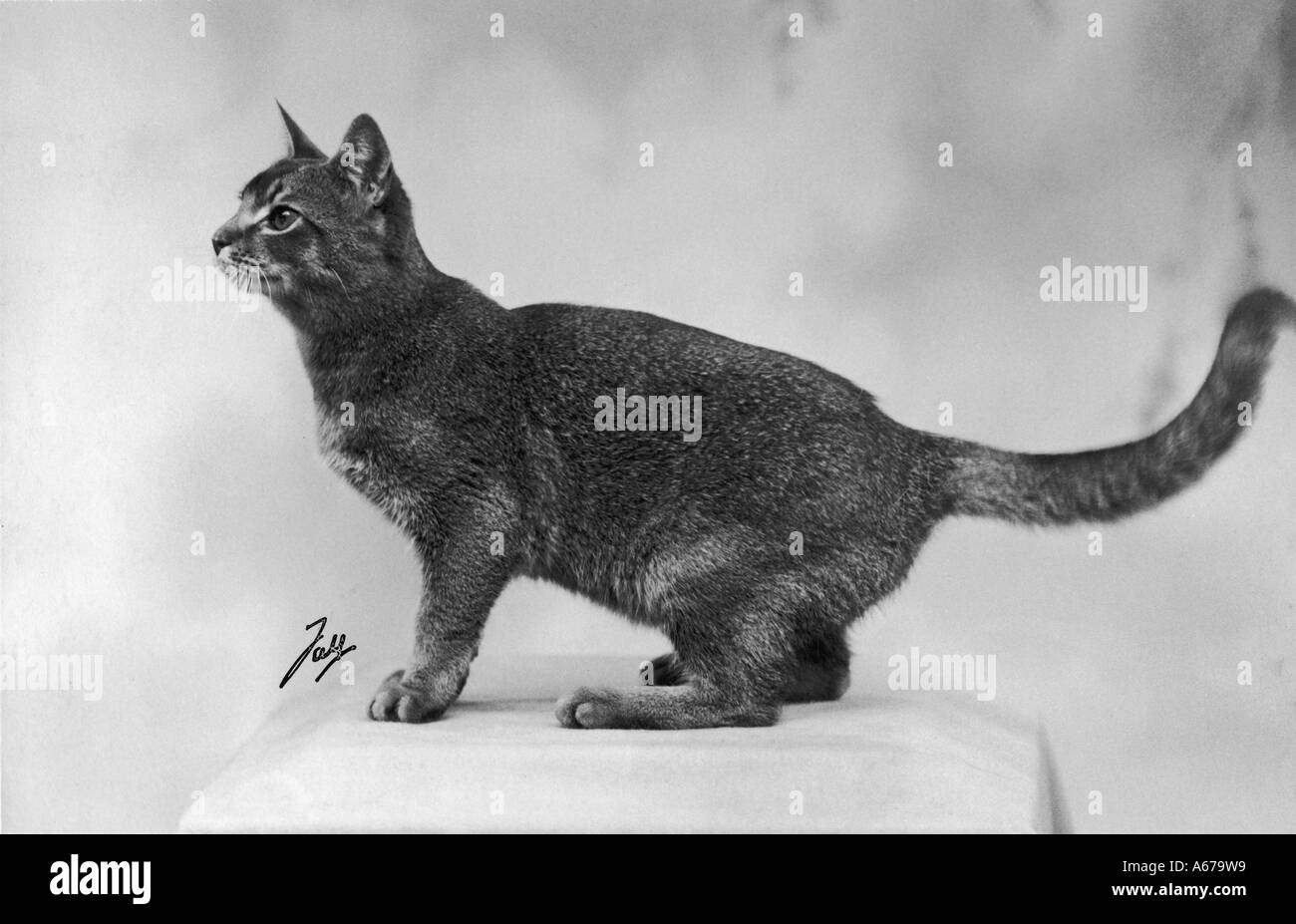 Abessinier Herbst 1936 Stockfoto