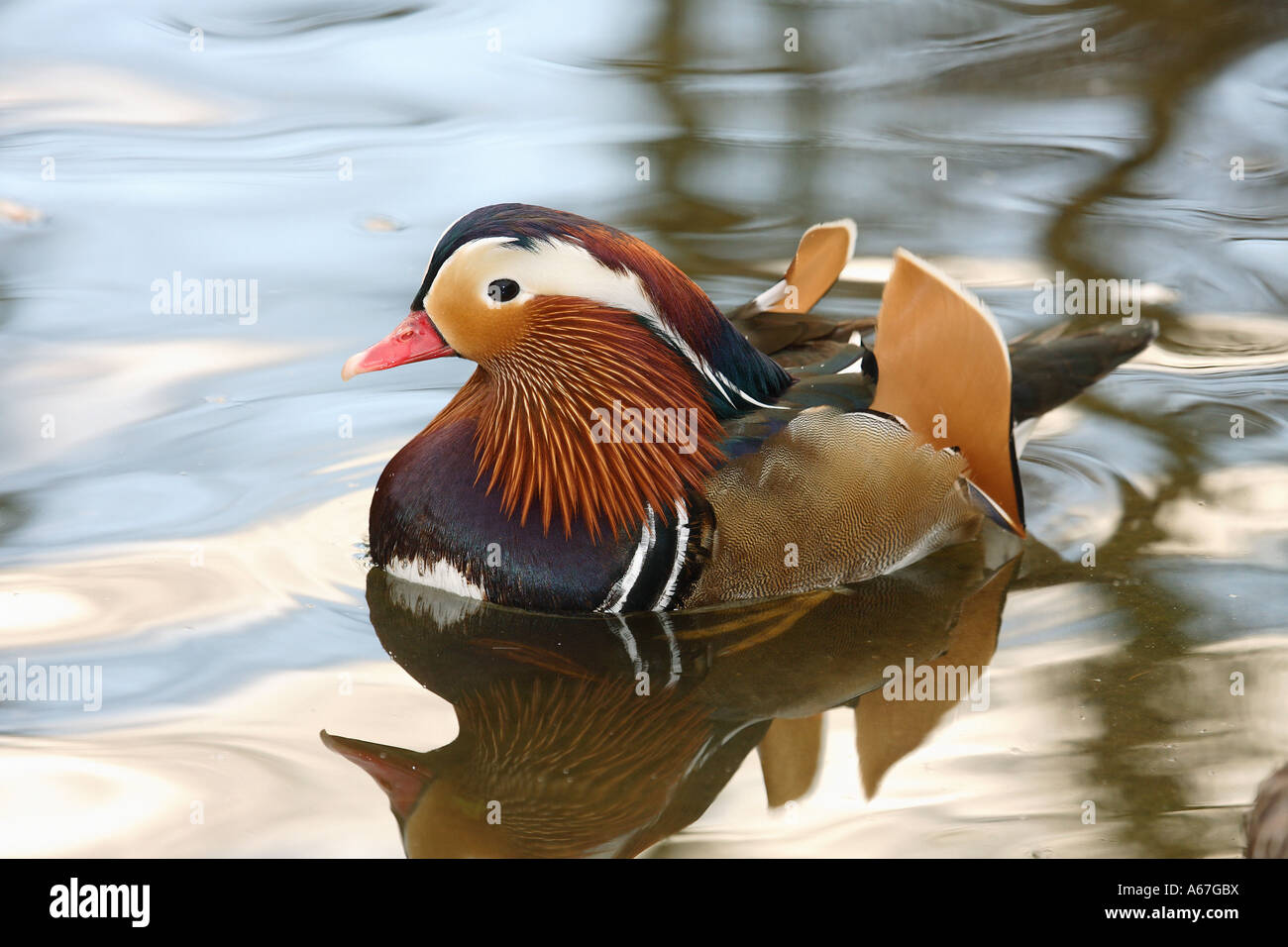 Mandarinenten - Drake / Aix Galericulata Stockfoto