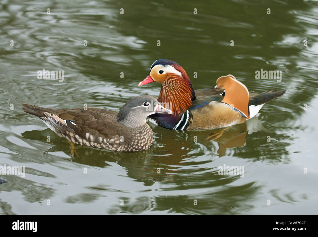Mandarinenten - koppeln / Aix Galericulata Stockfoto