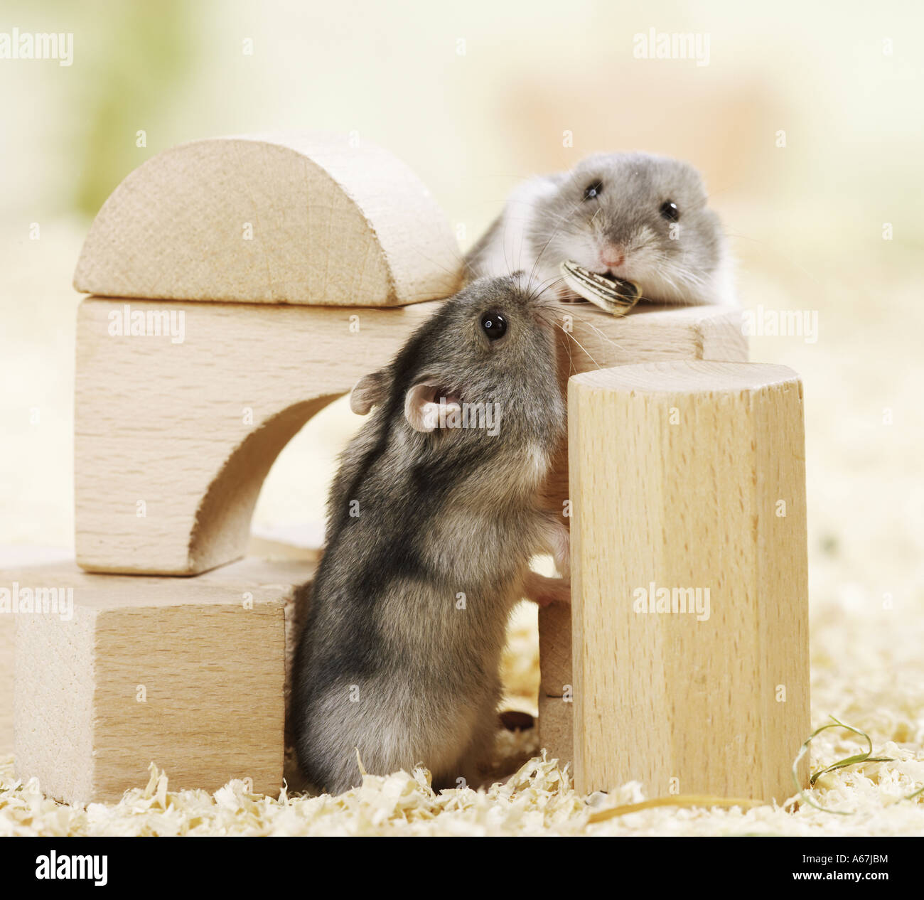 zwei Dzhungarian Zwerg Hamster im Toy / Phodopus Sungorus Stockfoto