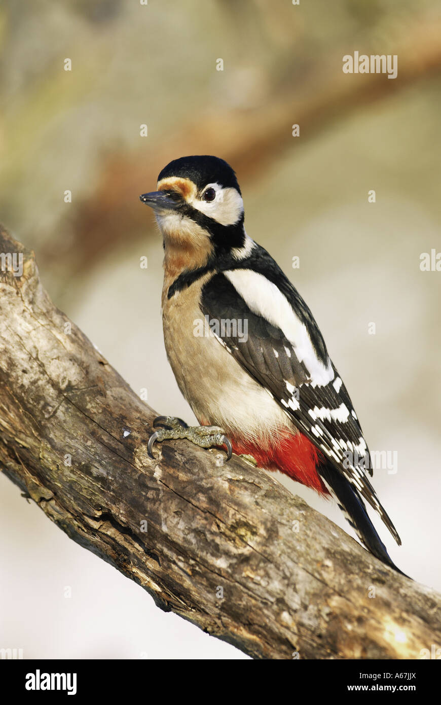 Buntspecht auf AST / Dendrocopos major Stockfoto