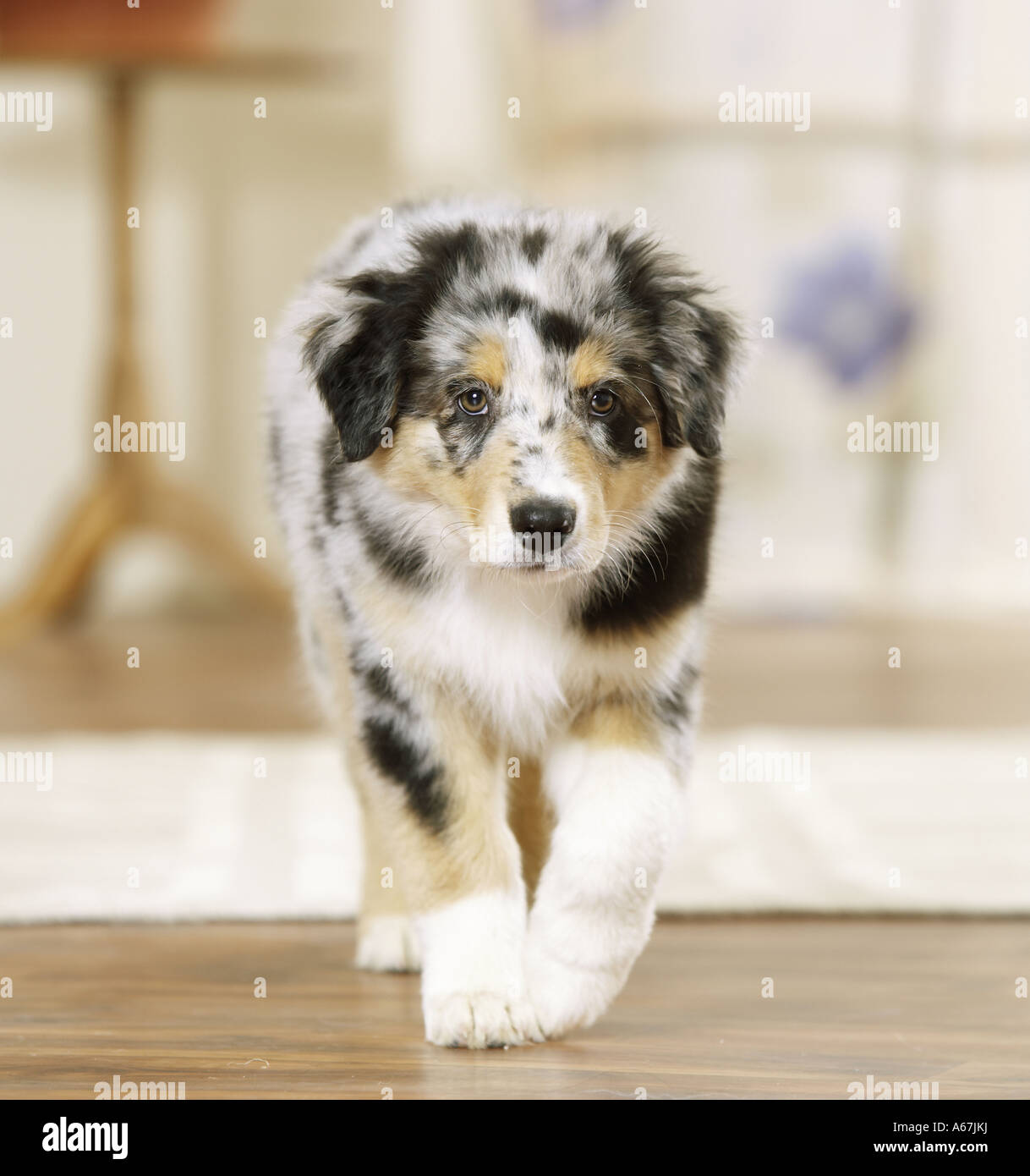 Australian Shepherd Welpen - zu Fuß Stockfoto