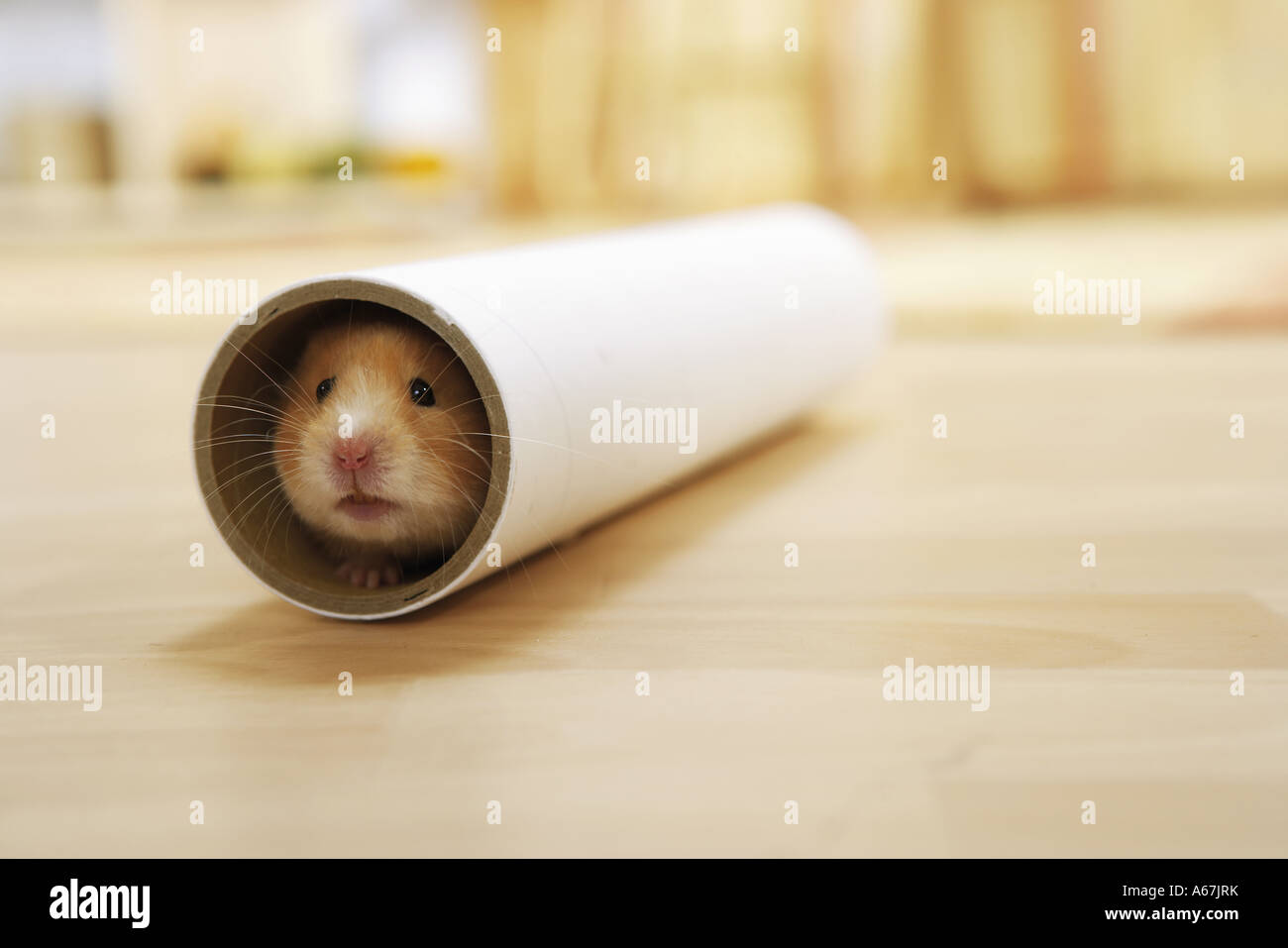 Golden hamster (Mesocricetus auratus) in Küche roll Stockfoto