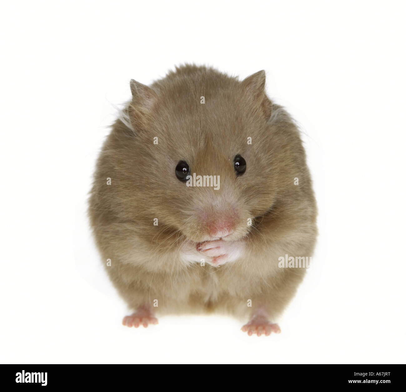 Goldhamster - stehen - ausgeschnitten / Mesocricetus Auratus Stockfoto