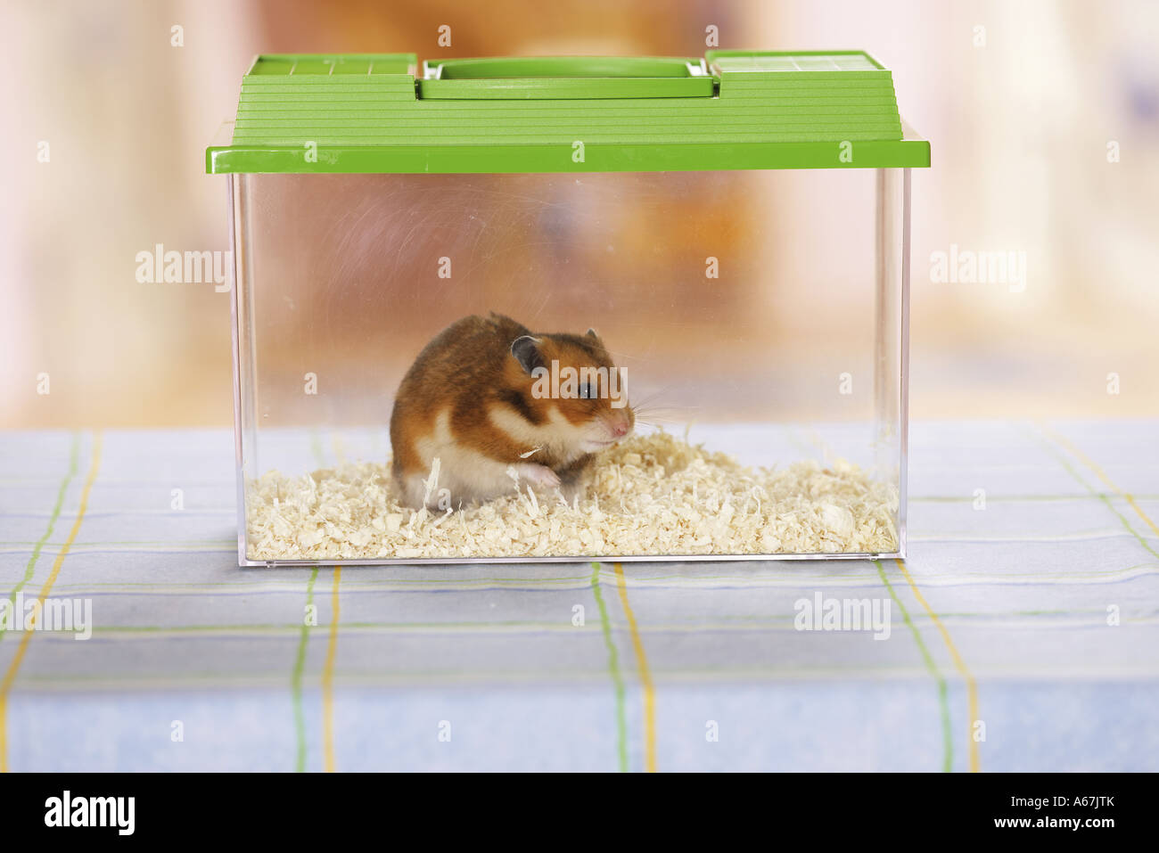 The hamster box -Fotos und -Bildmaterial in hoher Auflösung – Alamy