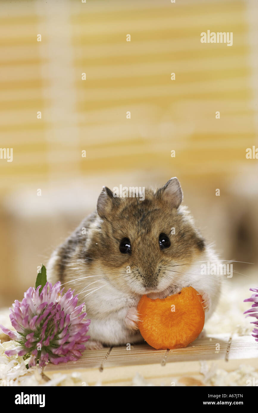 dwarf hamster eating