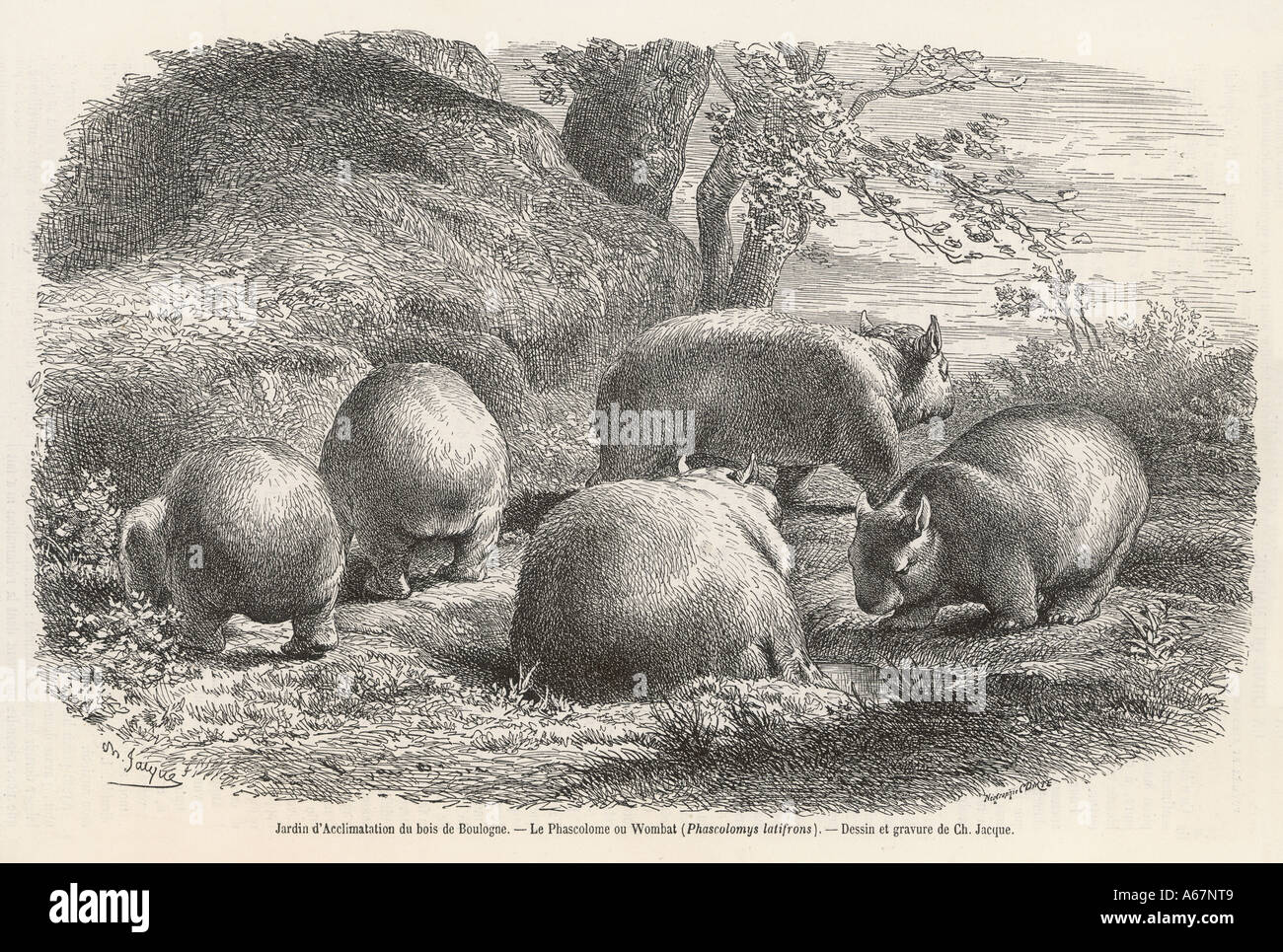 Wombat 1864 Stockfoto