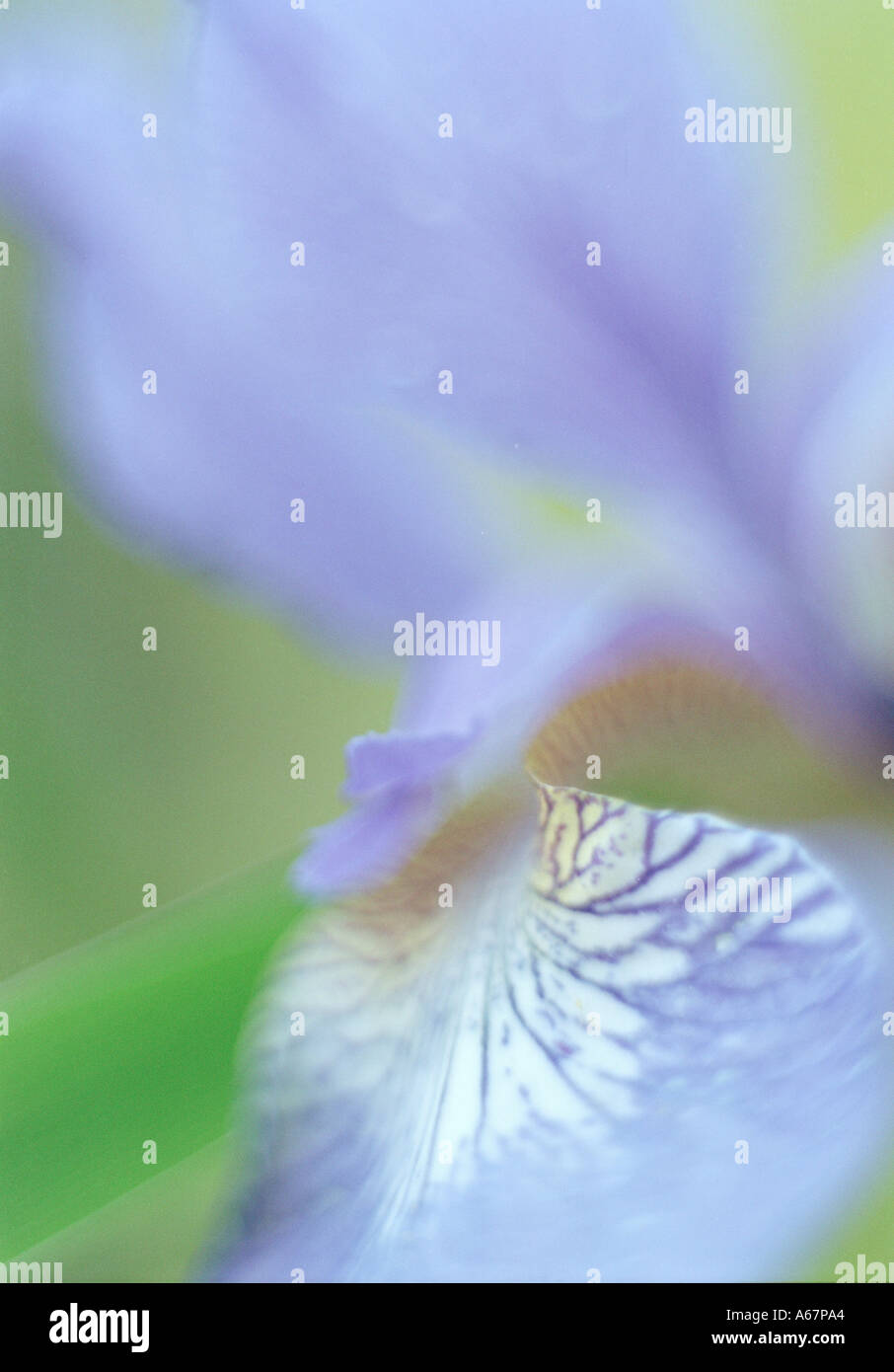 Violette Blütenblätter Stockfoto