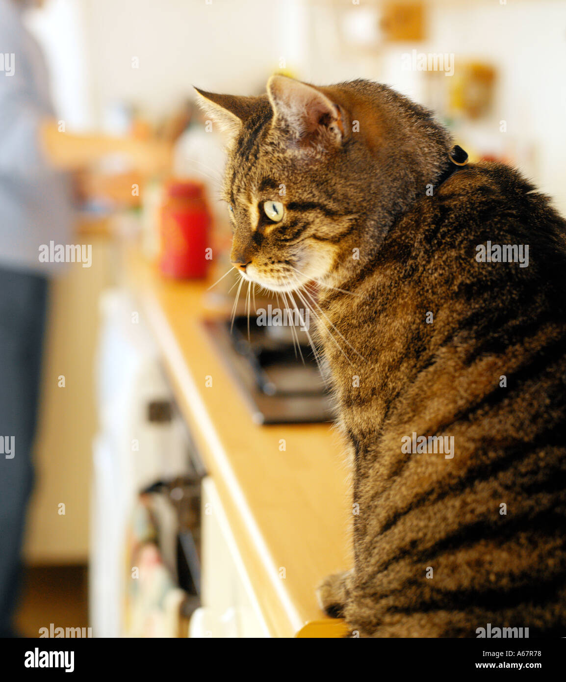 Tabby Katze saß auf Küchenseite Essen warten Stockfoto