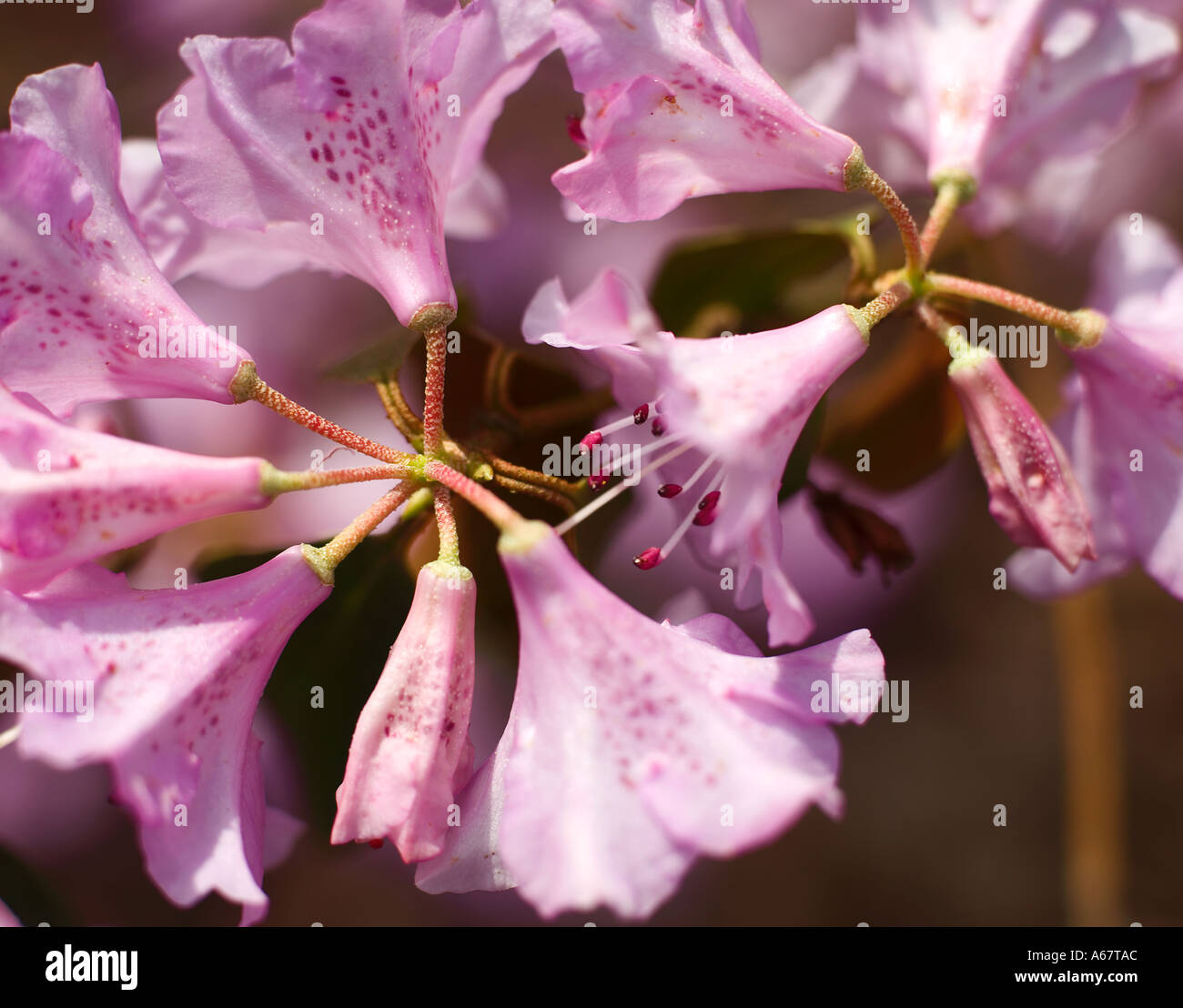 Geißblatt in voller Blüte Stockfoto