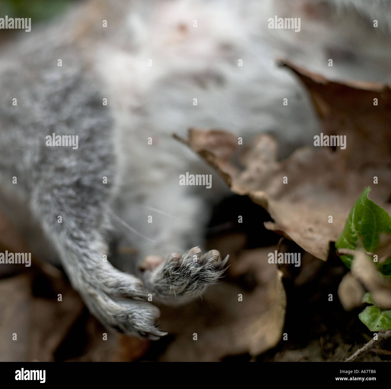 Tote Eichhörnchen im Wald Stockfoto