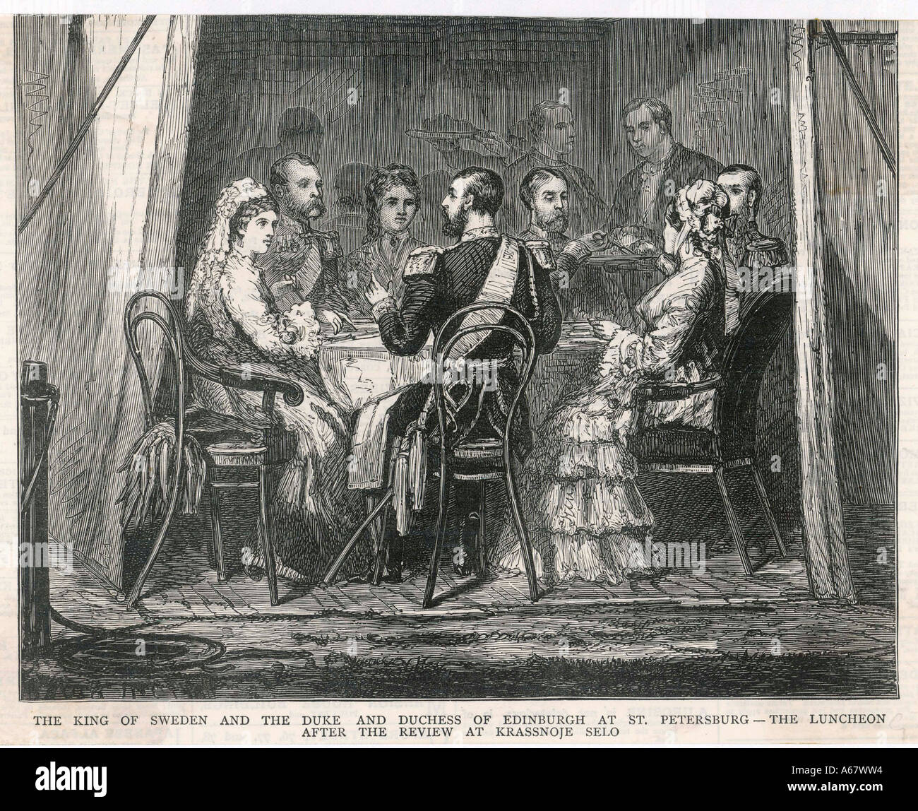 Royals auf Bugholz Stockfoto