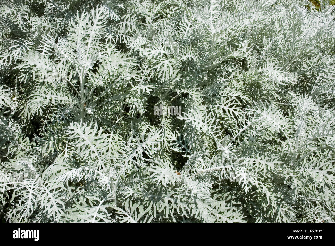 Stock Foto von Beifuss sp der Pflanze Wermut Stockfoto