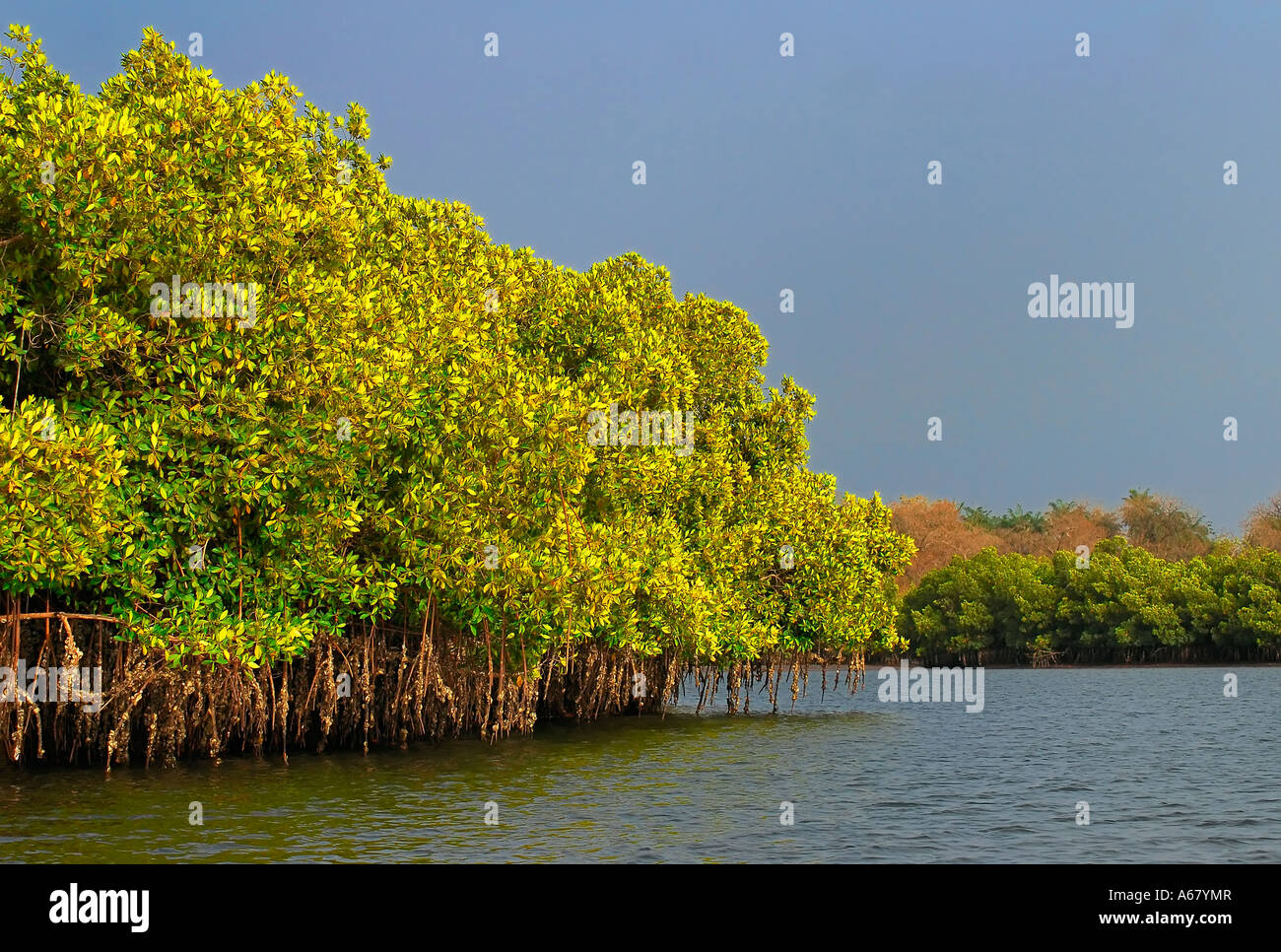 Mangroven an einem mündungsarm des Flusses Gambia, The Gambia, Afrika Stockfoto