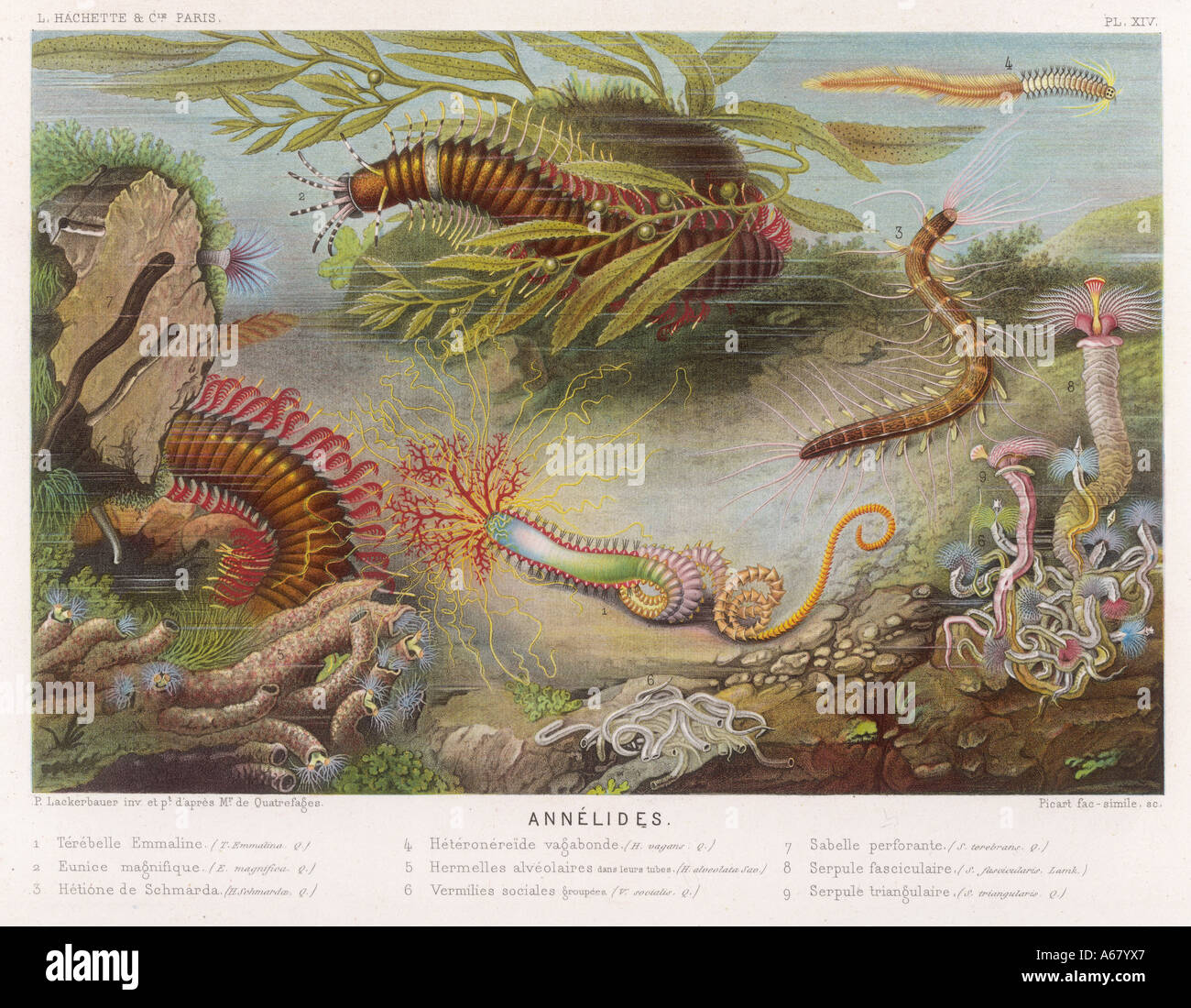 Meereslebewesen Annelides Stockfoto