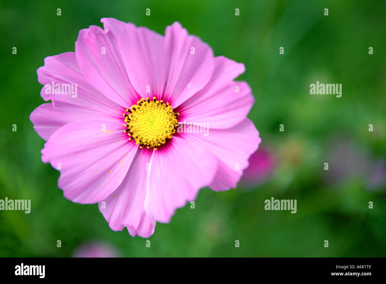Einzelne rosa Cosmos Blume, Südafrika Stockfoto