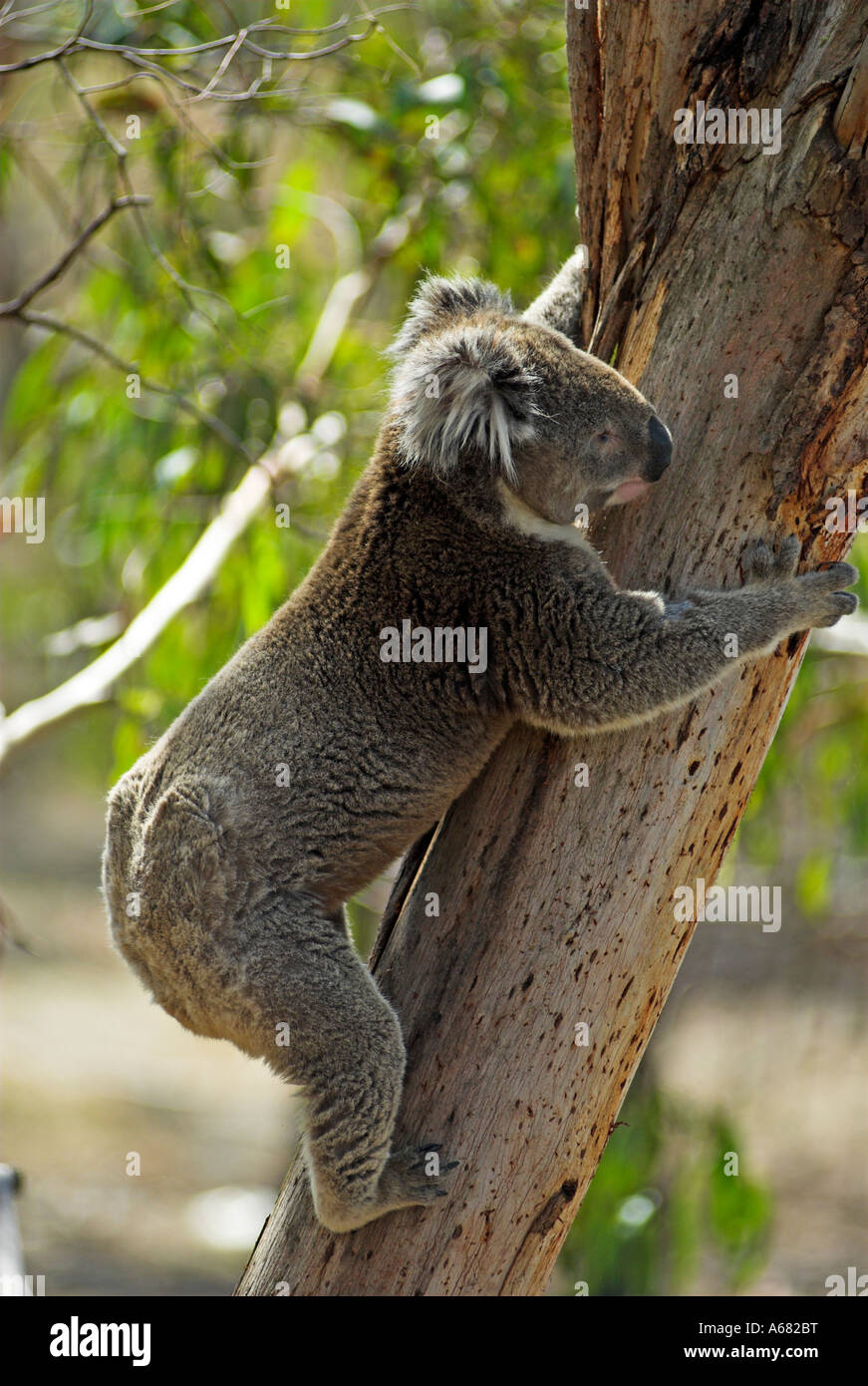Koala auf Philipp Island, Bundesstaat Victoria, Australia Stockfoto