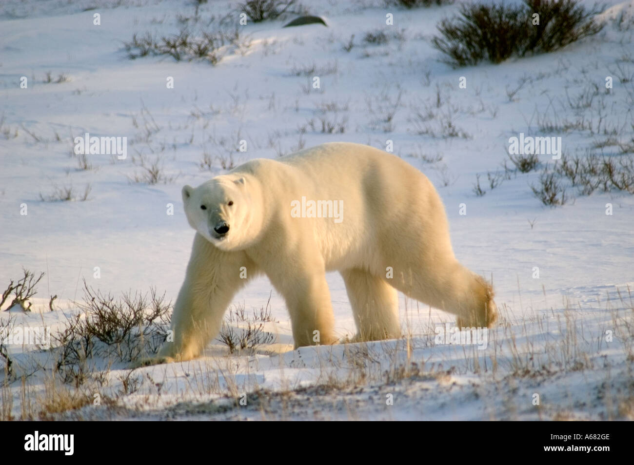 Kanadas polar Bär Land um Churchill Manitoba an Gordon Punkt und in der Nähe Cape Churchill im Wapusk National Park Stockfoto