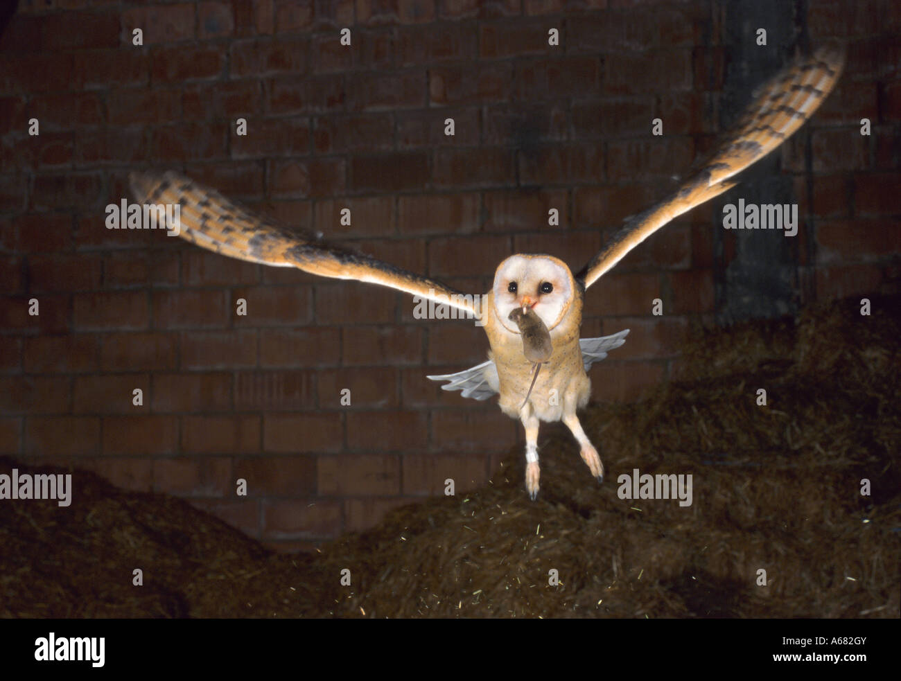 Schleiereule (Tyto Alba) mit preyed Maus Stockfoto